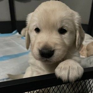 Meet your Posher, Rhonda